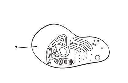 which word identifies this part of a eukaryotic cell?  vesicles