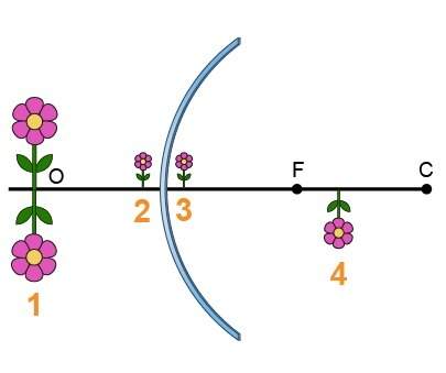 Hurry !  which flower would most likely represent the image formed by the mirror? just