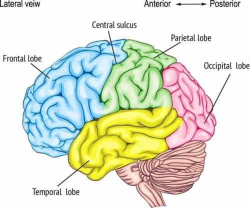 The frontal lobe is the last part of the brain to develop; this typically occurs when an individual