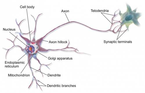 The branch that carries messages, or impulses, away from the cell body is the