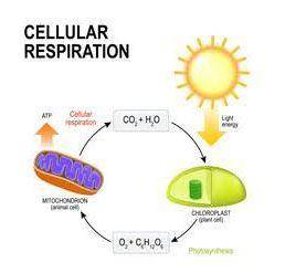 Select the correct formula for cellular respiration.

A. Glucose + oxygen → carbon dioxide + water +