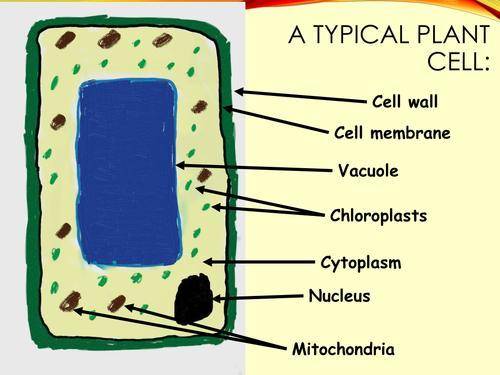 Which cell most likely represents a plant cell?
-Cell W
-Cell X
-Cell Y
-Cell Z