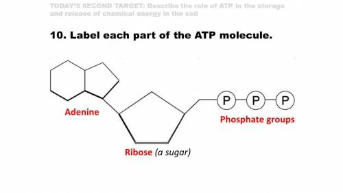 Р

P-
P
1. Label the ATP shown above.
2. Which part of the structure is a type of sugar?
3. Which pa
