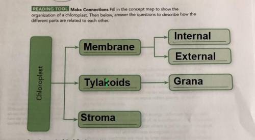 READING TOOL Make Connections Fill in the concept map to show the

organization of a chloroplast. Th