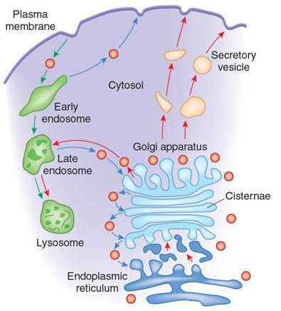 Which organelle that plays a central role in the transport of new molecules from inside to outside t