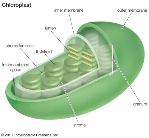 Yasmine is asked to describe the structural organization of chloroplasts. She writes the following s