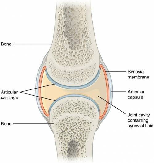 What is a synovial joint? (ANATOMY)
