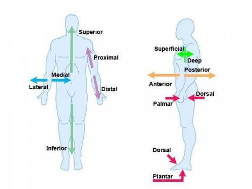 Near the top of the body

superficial
deep
anterior
superior
inferior
distal
lateral
proximal 
media