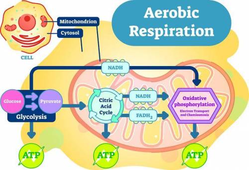 What do cells need to complete aerobic cellular respiration