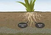 Where do plants get the nitrogen they need to create amino acids and DNA?

A. Plants get their nitro