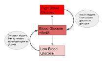 9. Doctors tested a patient to find out what molecules were in her cells. Her cells contained normal