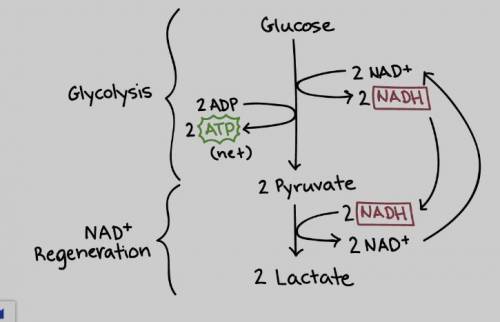What is the problem which fermentation is able to FIX?

Cell has a limited supply of NAD 
Cell has a