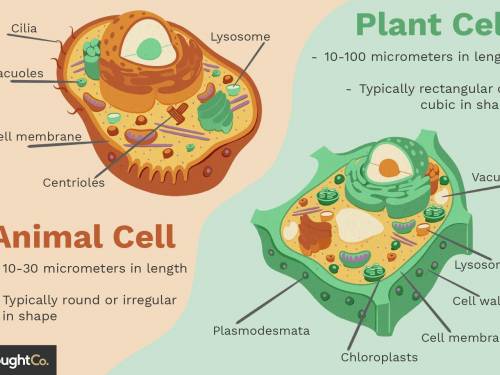 6.L.14.4 Which is true of only animal cells?

A. Their cytoplasm contains organelles.B. They do not
