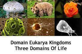Name the four kingdoms of Eukarya, and give two characteristics of each?