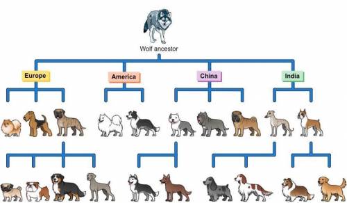 How are dogs an example of selective breeding? Which two characters would you like to have in the of