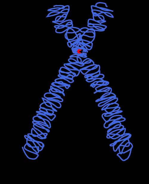 Made of protein and a long, single, tightly, coiled dna molecule visible only when the cells divide