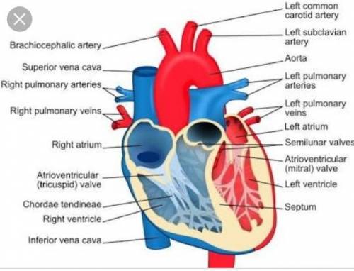 The heart is the main organ of the circulatory system and is responsible for pumping blood throughou
