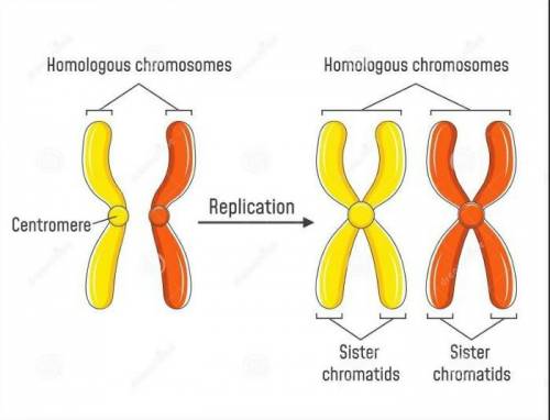 A) chromatin
b) chromosome 
c) centromere
d) chromatid