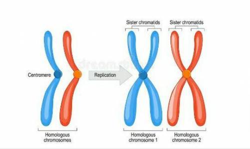 A) chromatin
b) chromosome 
c) centromere
d) chromatid