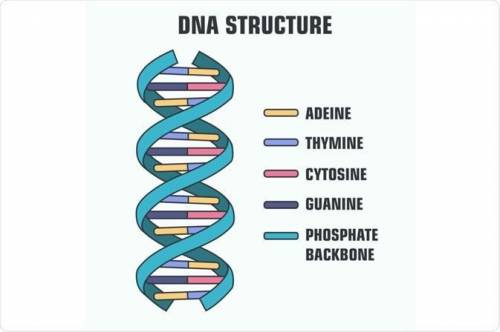 Eight components of Nucleic Acids are listed in the box.

Which components bond with adenine in a se