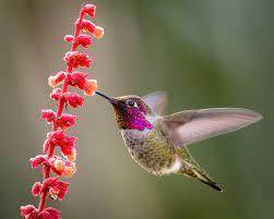 ...

Q1
A hummingbird beats its wings 24 times per second.
Calculate the number of times the humming
