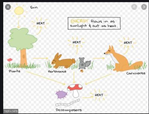 Ejemplos de graficas de ecosistemas