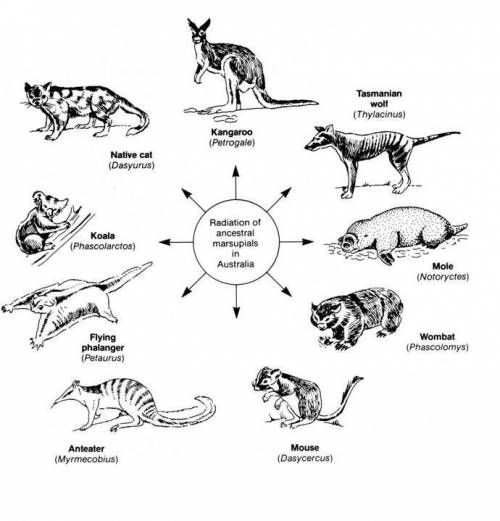 The process of adaptive radiation produces: