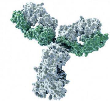 Which of the following has the ability to bind antibodies ?

1) coagulase 2) streptokinase 3) protei