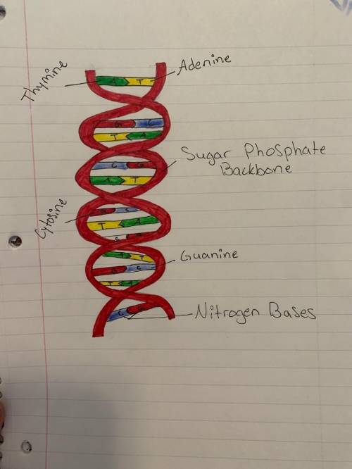 2. Draw a sketch of your completed DNA model. Label each material and the part of the DNA molecule i