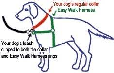 Which of the following is true about the easy walk harness the lead always attaches to the easy walk