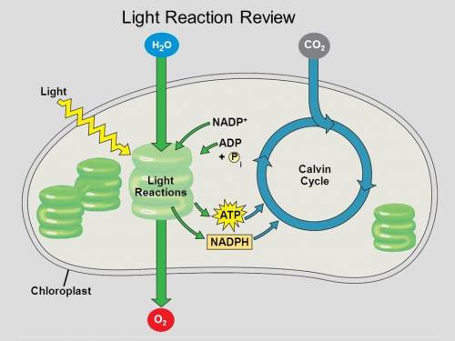 How does photosynthesis yield sugar?  sumarize how the light-capturing reactions a?