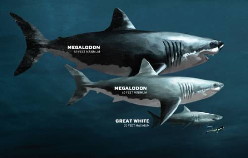 3. list three locations in the u.s. where you might find shark teeth. 4. what parts of a shark fossi