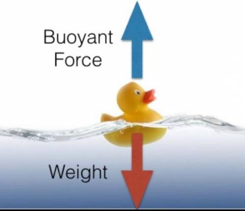 A duck is floating in a pond. How does Archimedes' description of the buoyant force explain why the