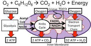 Where does the carbon dioxide come from
that we exhale during cellular respiration?