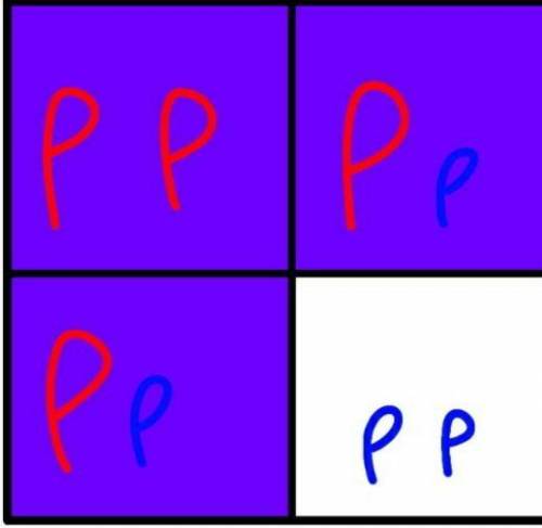 Which Punnett square represents a cross between two parents that are heterozygous for purple flowers