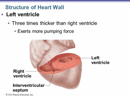 Consider the mammalian heart. why is the muscular wall of the left ventricle thicker than that of th