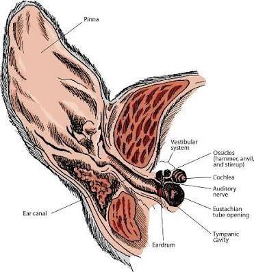 External ear structure that  to localize the direction from which sound arises