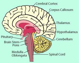Which part of the brain connects the right and left hemispheres allowing communication between the t