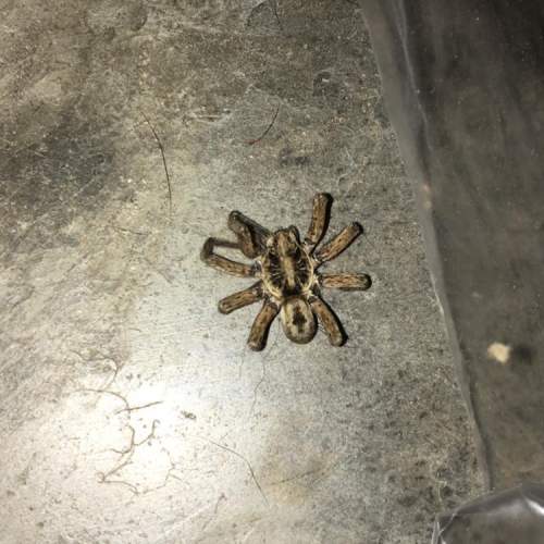 Me quick  what kind of spider is this? found it in my garage so it would be very to know if