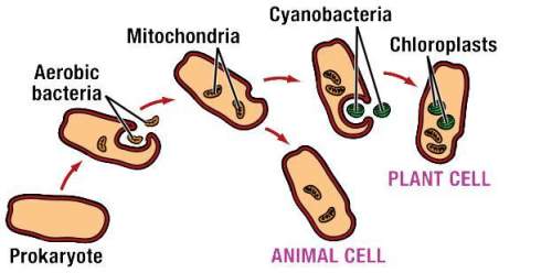 The graphic below represents a theory proposed by lynn margulis. which statement below best correspo