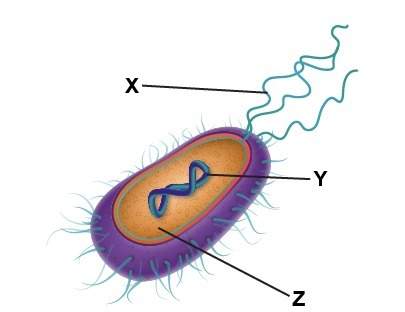 The diagram shows a bacterium. which labels best complete the diagram?