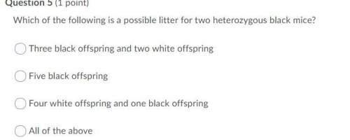 Which of the following is a possible litter for two heterozygous black mice?