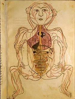 Study this 14th-century persian image of the human venous system. based on this image, it would be r