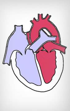 Which path describes the movement of oxygenated blood leaving the heart? use the standard image of