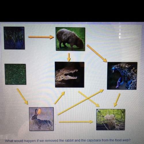 What would happen if we would removed the rabbit and capybara from the food web