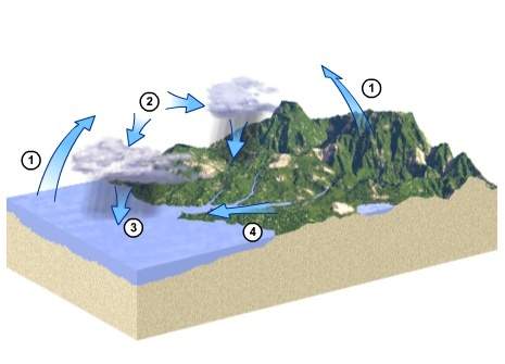 At which steps of the water cycle is freshwater added to the ocean?  a. 1 and 3