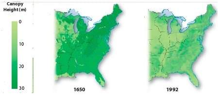 What process accounts for the difference in canopy cover shown in this figure?  la