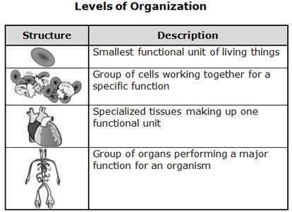 According to the chart above, how does the level of organization in biological systems progress?