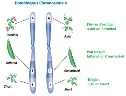The image below shows homologous chromosome 4 from a pea plant. carefully analyze this image. then,