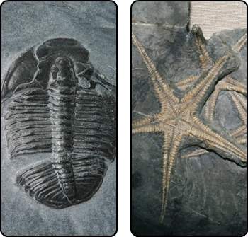 What do the images embedded in rock represent?  a. pickled fish&lt;